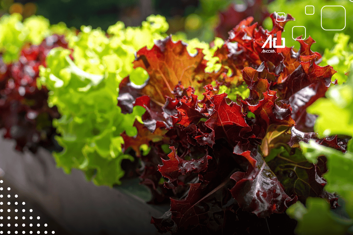 Descrição da imagem