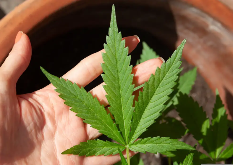 Descrição da imagem