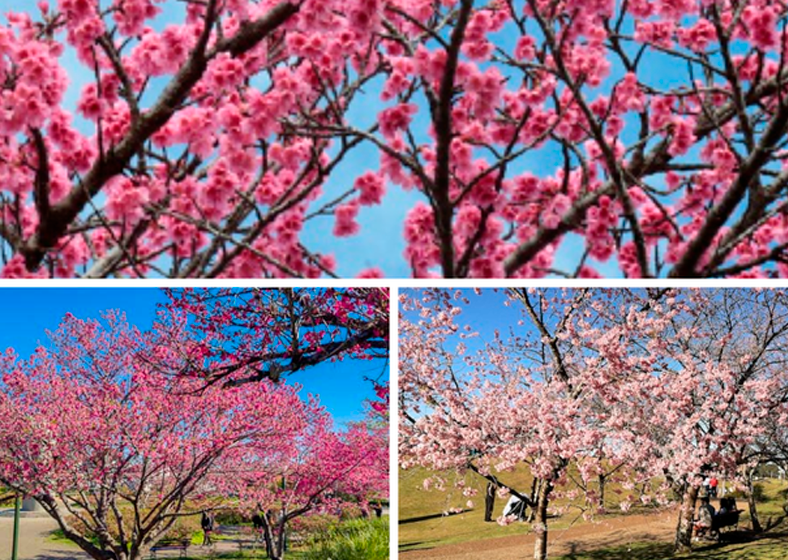 Em São Paulo, o Parque do Carmo se destaca como um dos melhores lugares para ver a florada da árvore ornamental