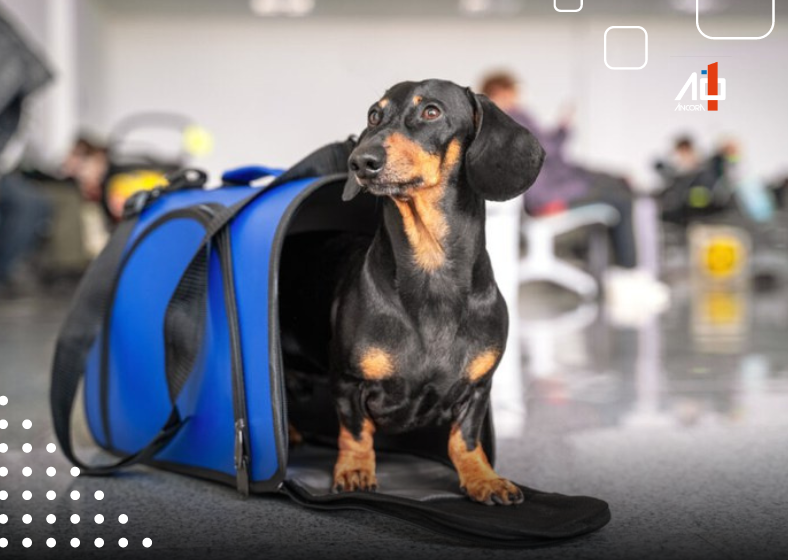 Novas normas para transporte aéreo de pets no Brasil estão em discussão