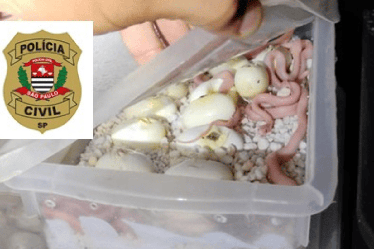 Descrição da imagem