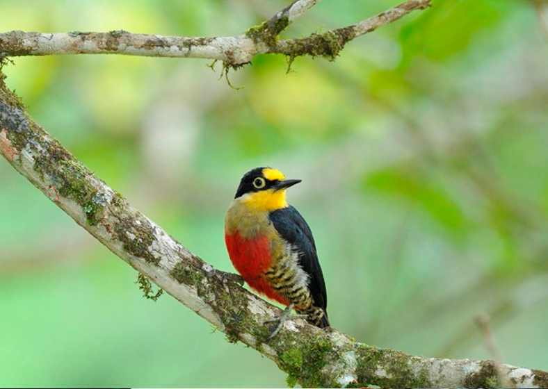 Ave endêmica da Mata Atlântica consta no guia de destinos para a observação de aves 