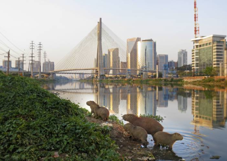 Descrição da imagem