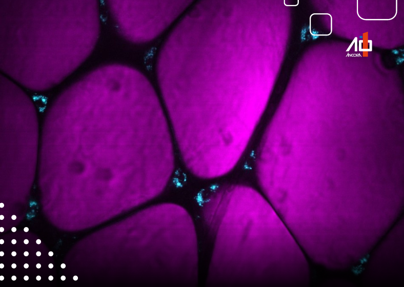 Imagem de tecido adiposo de camundongos saudáveis obtida por microscopia de autofluorescência. Em magenta, os adipócitos; em ciano, mitocôndrias de macrófagos associados ao tecido adiposo