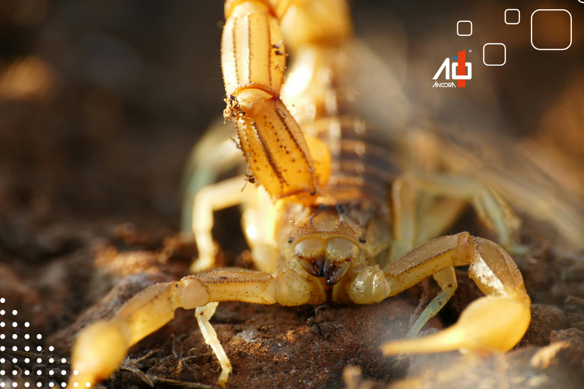 Descrição da imagem