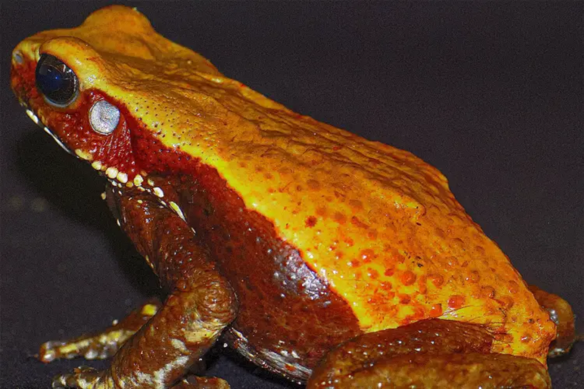 Descrição da imagem