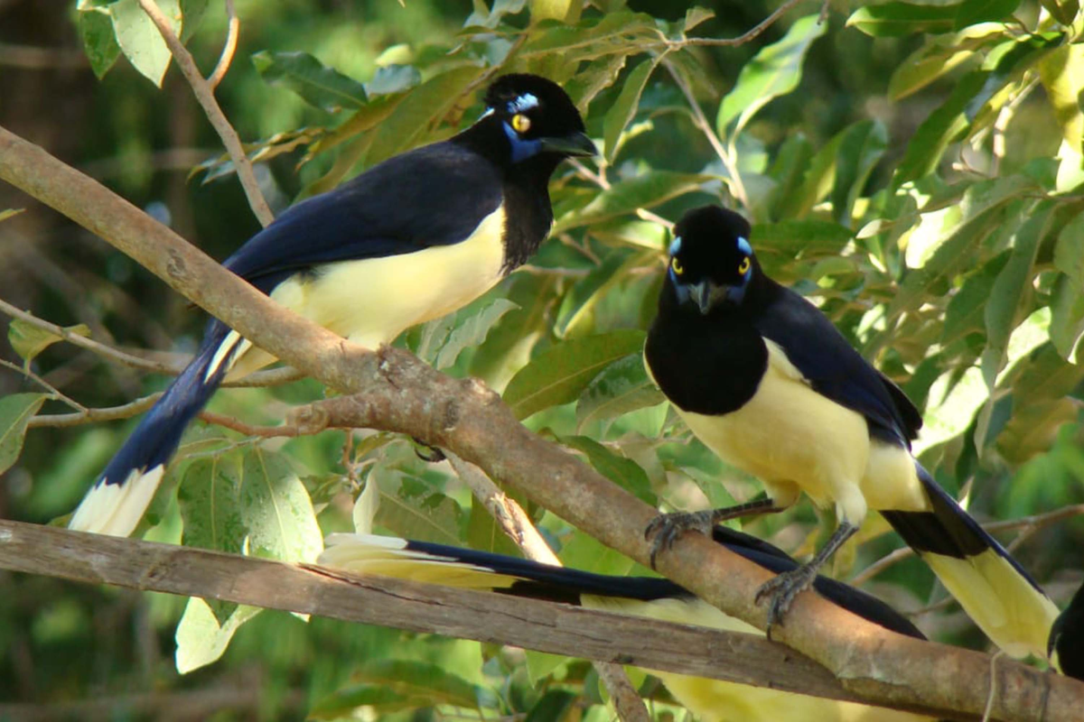 Descrição da imagem